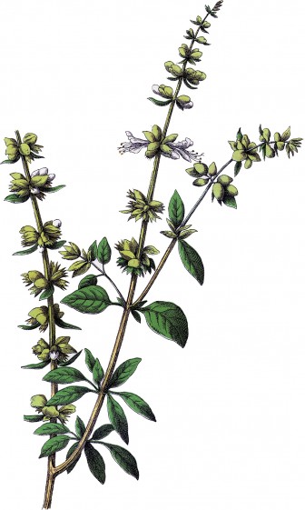 basil-herb-gf-d411