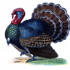 turkey graphic in color