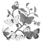 butterfly branch vintage image black and white